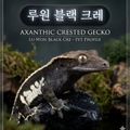 루원블랙크레