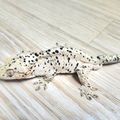 Reptilepapa