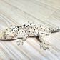 Reptilepapa