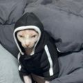 베르식