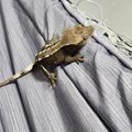 크레팟