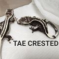 TEACRESTED