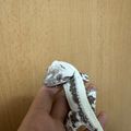 mungecko