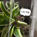 마롱이집사