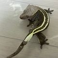 캡틴게코