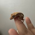 라온크레