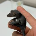 솜이오빠