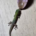 용e