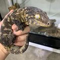 PLAYGECKO플레이게코