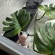 피들피들피들스틱