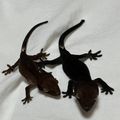 crenana