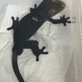 라콩크레