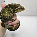 테레키