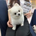 시에라크레