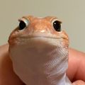 마뱀집사님