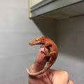 CJCG