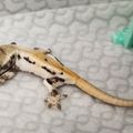 크레블린