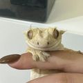 뚱이땡이