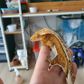 Lucygecko