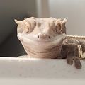 Doridoma