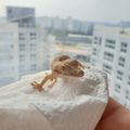 크흑이네