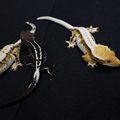 Venomcrested