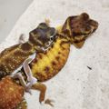 타란센터