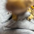 honey3