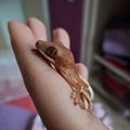 KiNo크레