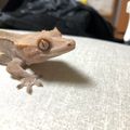 밍뉴
