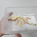 방울이아빠