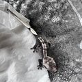 게코루이